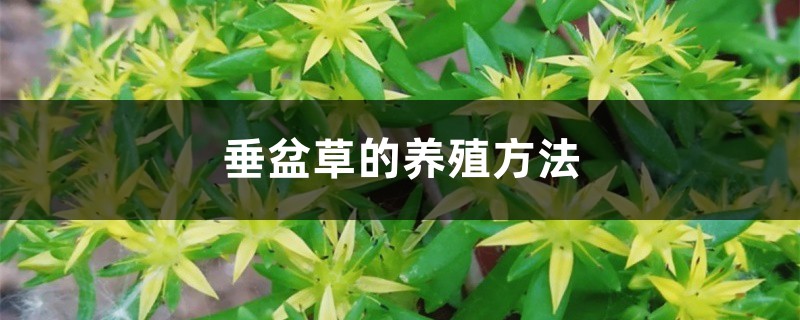 垂盆草的养殖方法