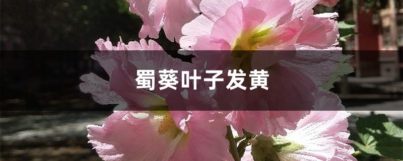 蜀葵黄叶的原因和处理办法