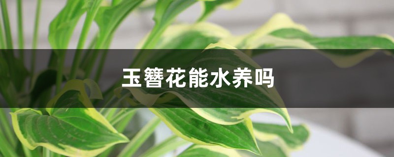 玉簪花能水养吗，怎么水养