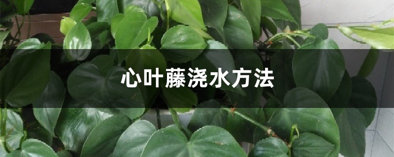 心叶藤浇水方法，冬季怎么浇水